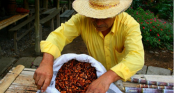 El cacao será el eje de una cumbre mundial y ronda de negocios que se realizará en Guayaquil