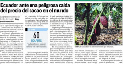 Ecuador ante una peligrosa caída del precio del cacao en el mundo
