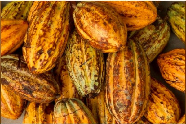 Ecuador quiere reconocimiento como productor de chocolate, no sólo de cacao: viceministro