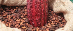Mixed weather and pests pose challenge to Ivory Coast cocoa crop