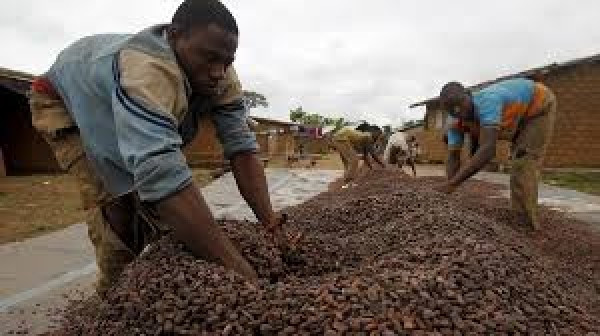 Commerz sees cocoa, coffee, sugar price rallies going into reverse
