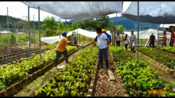Agricultores reciben plantas de cacao