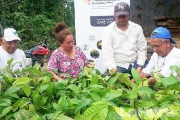 Entregan incentivos para café y cacao