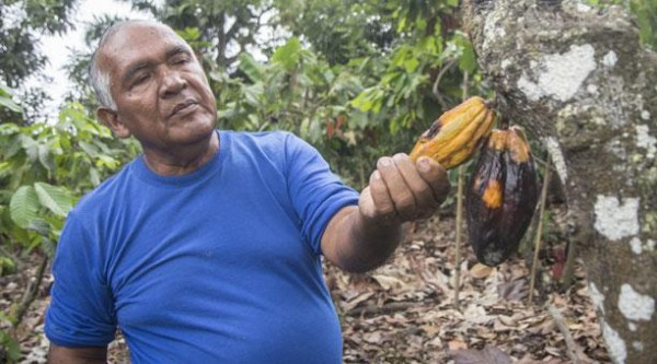 La exportación de cacao cayó 14% por plagas 
