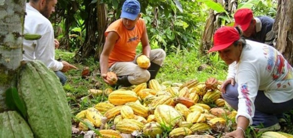 Ecuador asume presidencia de la Organización Internacional del Cacao